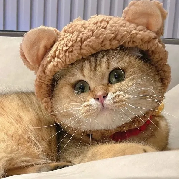 Ảnh đại diện mèo cute là lựa chọn hoàn hảo để thể hiện sự dễ thương qua ảnh đại diện mèo.