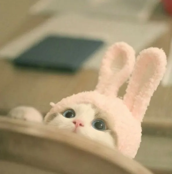 Avatar mèo cute ngầu kết hợp sự dễ thương và ngầu của mèo, tạo nét độc đáo cho ảnh đại diện.