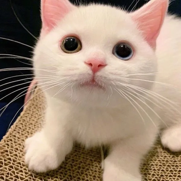 Hình đại diện mèo cute mang lại hình ảnh đáng yêu của mèo, tạo điểm nhấn dễ thương cho bạn.