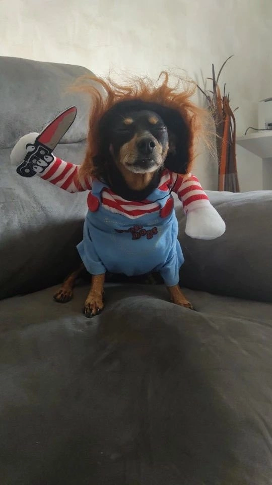 Ảnh meme mèo cầm súng thể hiện sự bất ngờ và vô cùng hài hước mà bạn không thể bỏ qua.