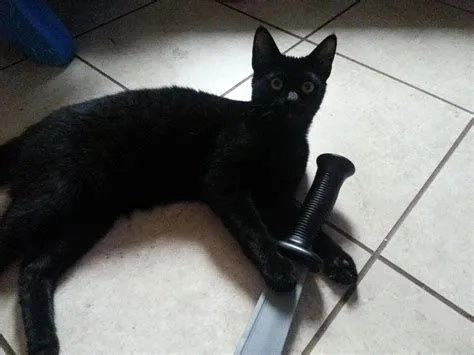 Với mèo cầm hoa meme, sự dễ thương được thể hiện đầy ấn tượng và vui nhộn.