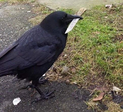 Anime cầm súng meme mang lại một sự kết hợp tuyệt vời giữa hành động và hài hước.