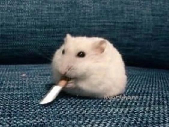 Khi meme cheems ảnh mèo cầm phóng lợn, mọi thứ trở nên thú vị và cực kỳ đáng yêu.