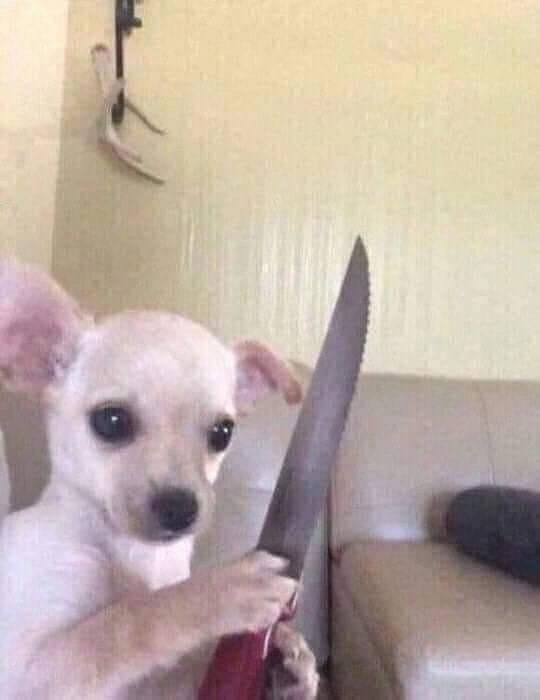 Bông hồng meme mèo cầm hoa là hình ảnh đáng yêu tạo nên sự ấm áp và ngọt ngào.