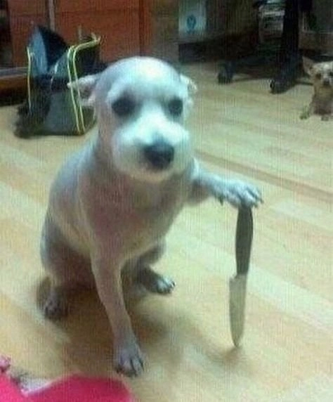 Khi meme mèo cầm tiền, bạn sẽ không thể nhịn cười vì hình ảnh vừa đáng yêu lại vừa hài hước.