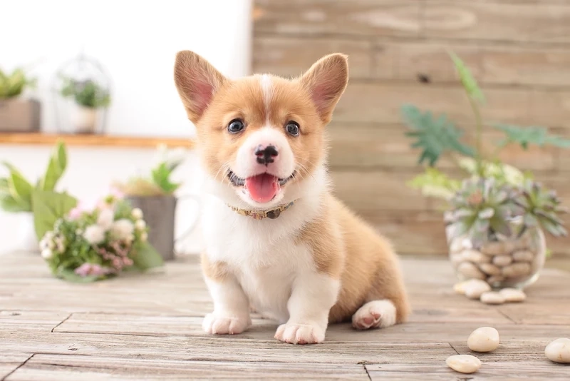 Happy dog meme lan tỏa sự vui vẻ và đáng yêu từ những chú chó.