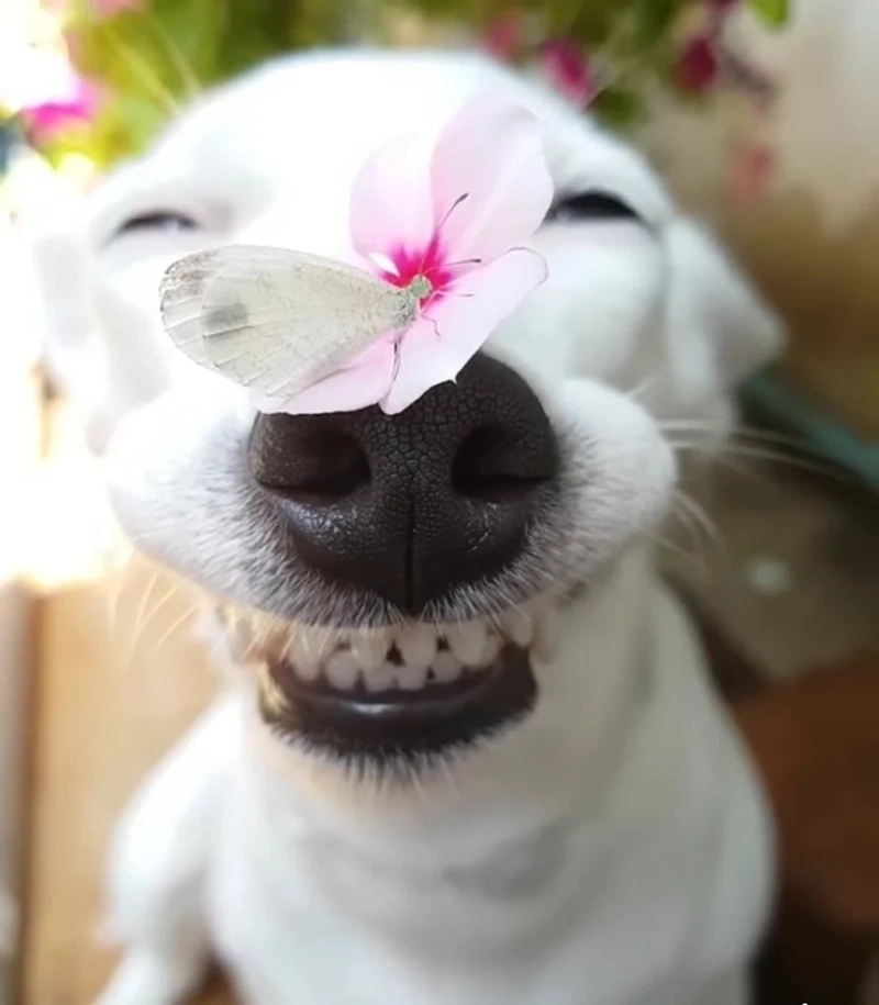 Side eye dog meme hài hước và ngộ nghĩnh với biểu cảm đầy bất ngờ.