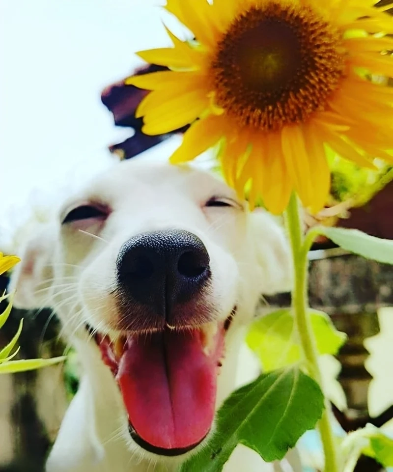 Meme dog sad độc đáo và cảm xúc, tạo sự thích thú cho người xem.