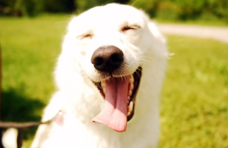 Dog cat meme kết hợp thú vị giữa hai loài vật đáng yêu và hài hước.