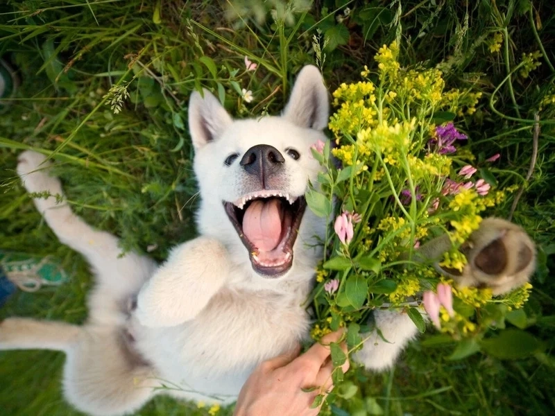 Doge meme nổi bật với sự hài hước và biểu cảm 
