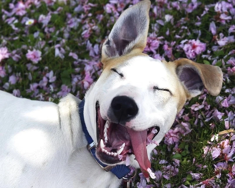 Doge meme cheems mang lại tiếng cười qua những hình ảnh dễ thương và dí dỏm.