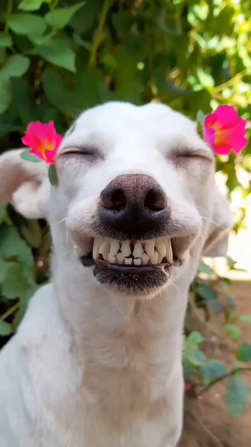 Cheems doge meme kết hợp biểu cảm hài hước của Cheems và Doge.