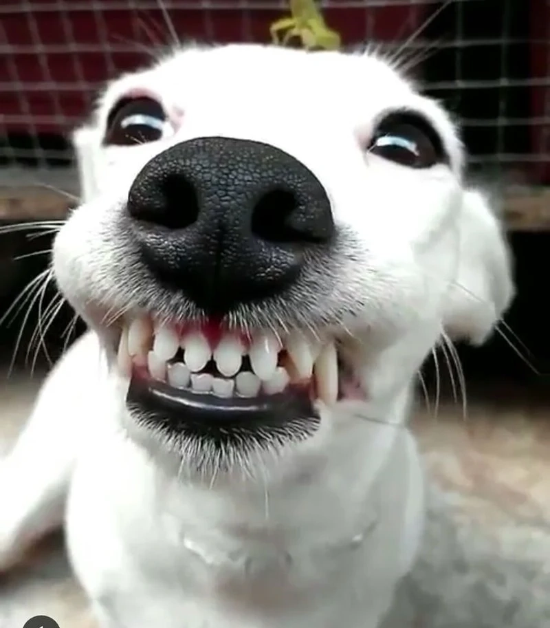 Ảnh meme doge hài hước và đáng yêu, phù hợp cho mọi khoảnh khắc vui nhộn.