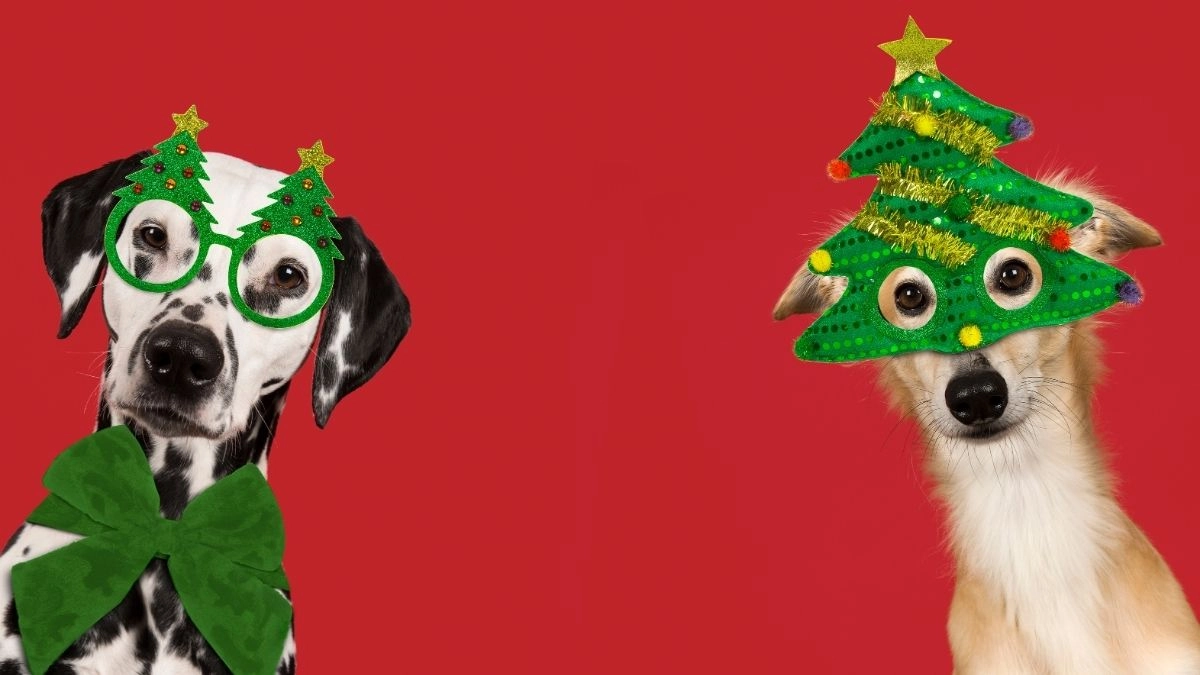 Ảnh noel mèo meme là hình ảnh dễ thương cho mùa lễ hội.