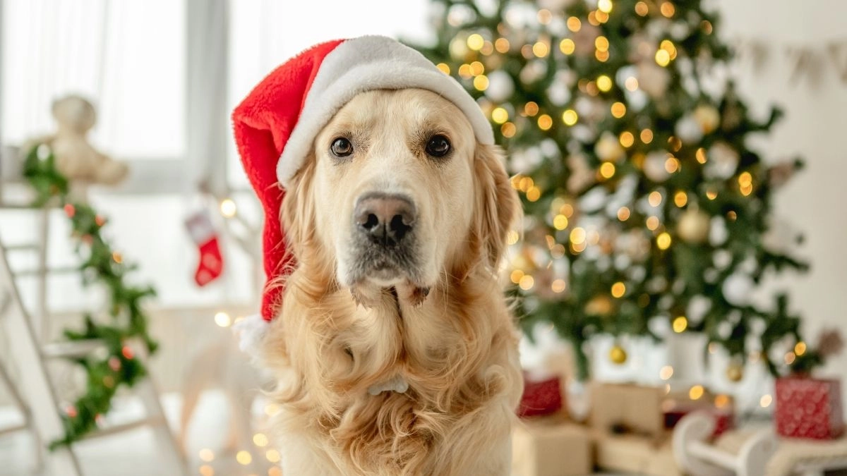 Meo khoc mèo noel meme mang đến cảm giác ngọt ngào và dễ thương.