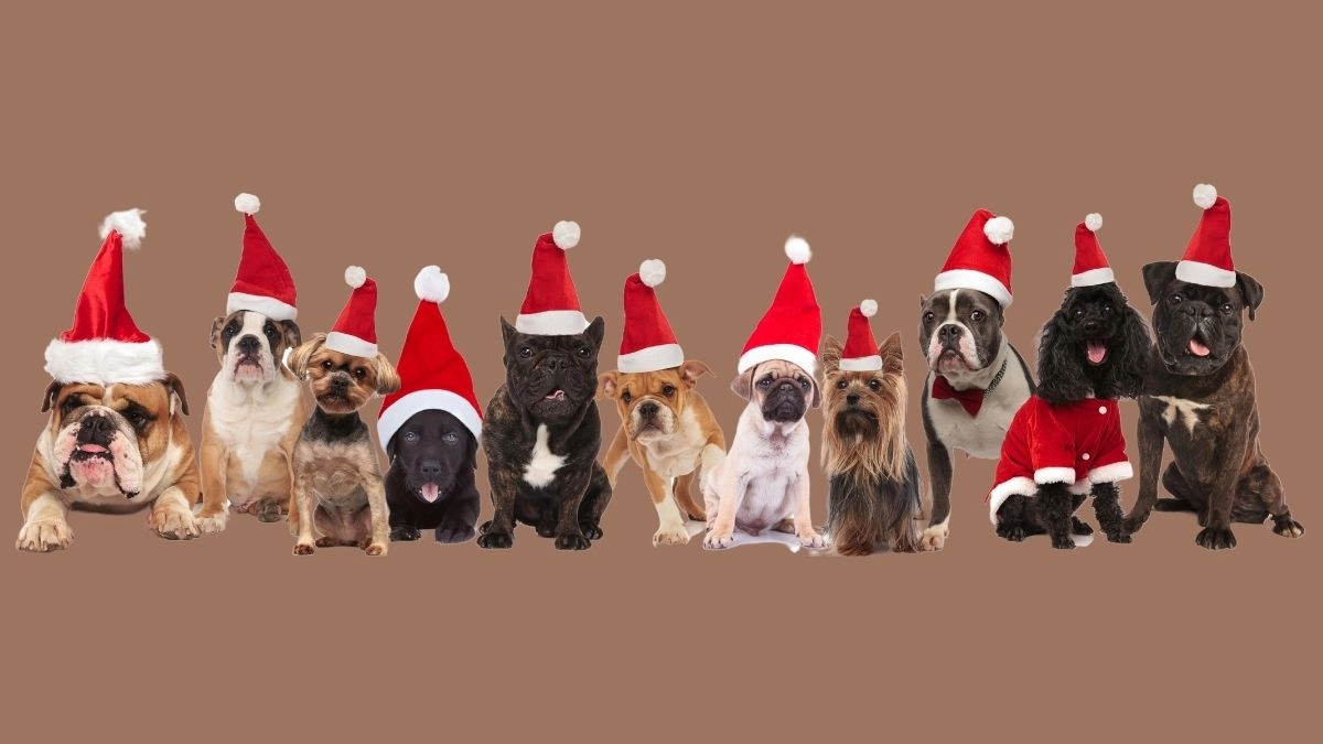 Hình mèo noel meme giúp bạn thể hiện không khí lễ hội tươi vui.