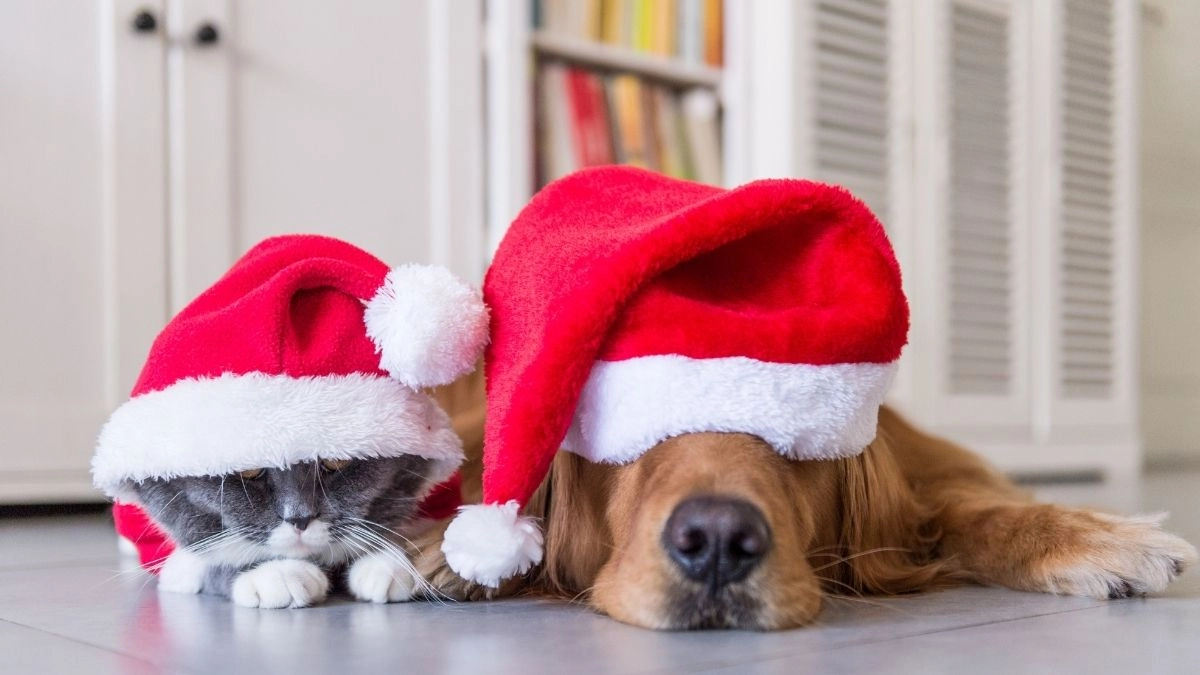 Meme mèo đội mũ noel là hình ảnh cực kỳ dễ thương trong mùa lễ.