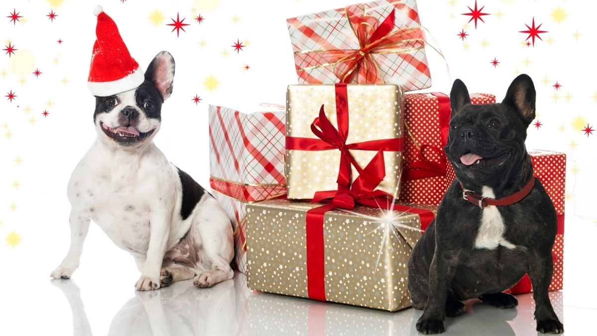 Ảnh noel vô tri meme giúp không khí Giáng Sinh thêm phần vui vẻ.