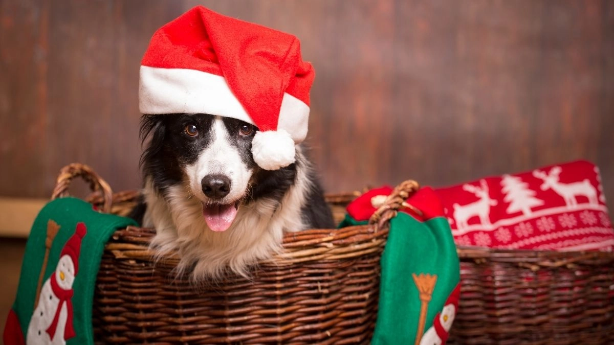 Cây thông noel meme tạo ra không gian Giáng Sinh tuyệt đẹp và ấm áp.