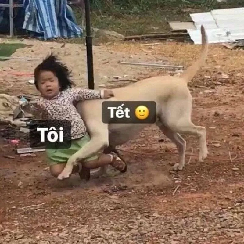 Ảnh tết mèo meme là những khoảnh khắc vui nhộn của mèo trong dịp Tết.