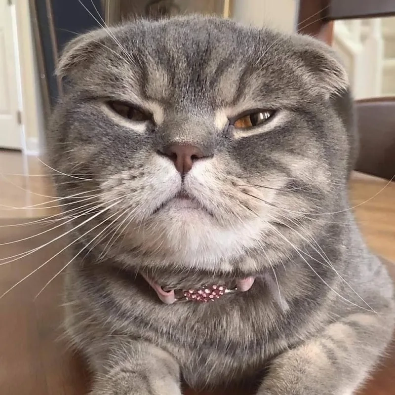 Ảnh meme mèo tức giận dễ thương và rất ngầu.