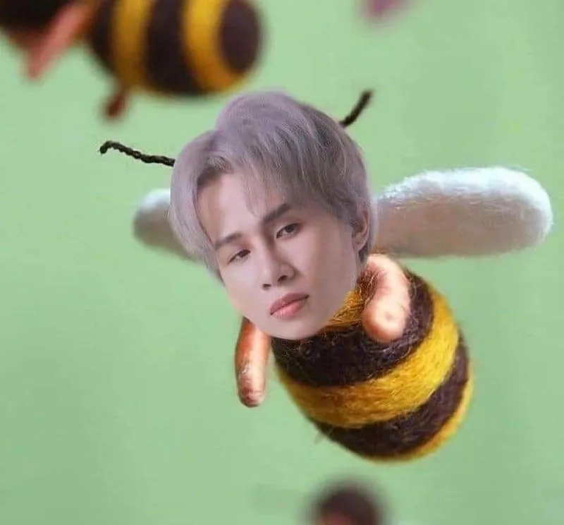 Mèo cute meme là biểu tượng dễ thương, khiến bạn không thể rời mắt.