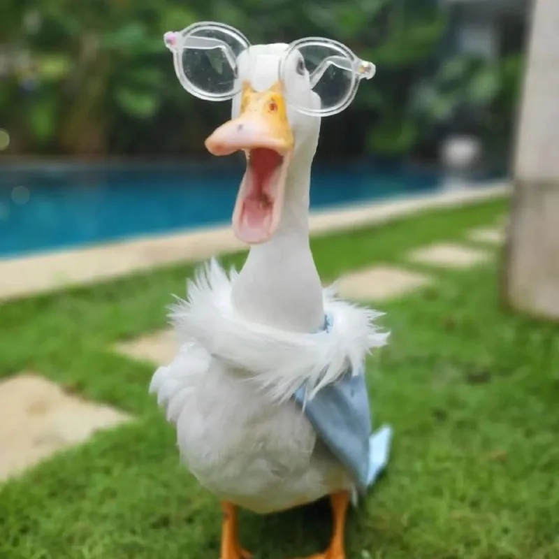 Meme ảnh mèo cute tạo cảm giác nhẹ nhàng, hài hước và thư giãn.