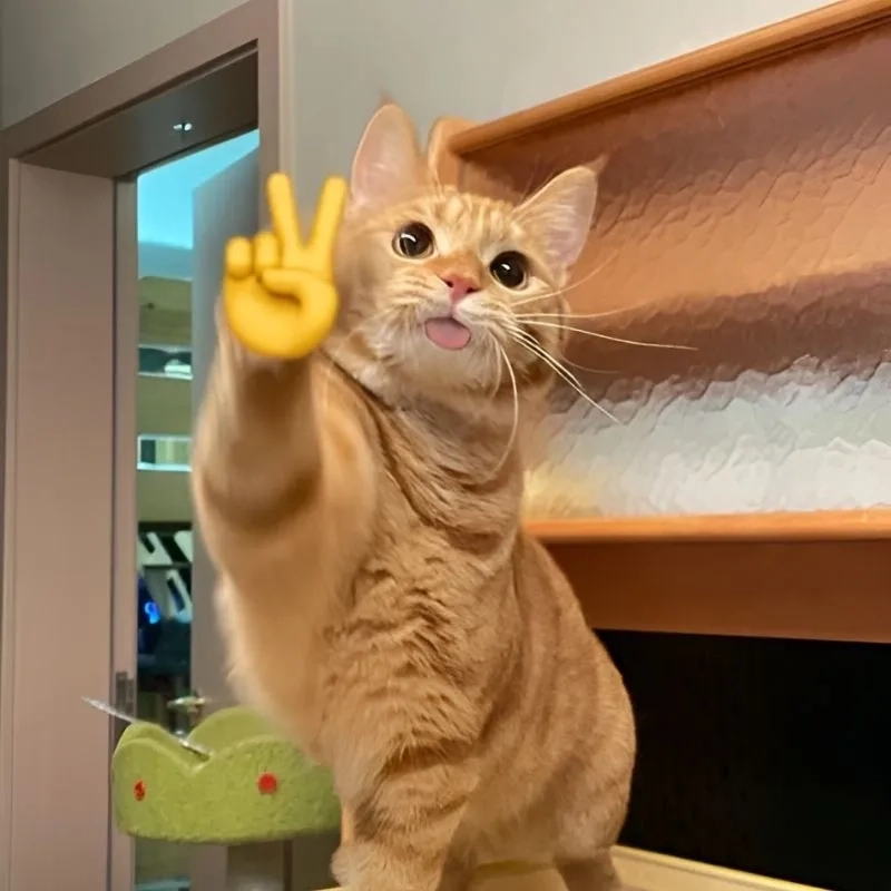Ảnh meme avatar vô tri biểu cảm ngộ nghĩnh, lý tưởng làm ảnh đại diện hài hước.