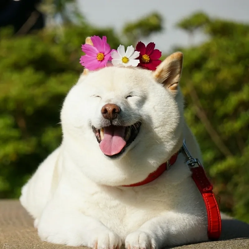 Cười vô tri meme tạo cảm giác thoải mái, giúp người xem giảm stress hiệu quả.