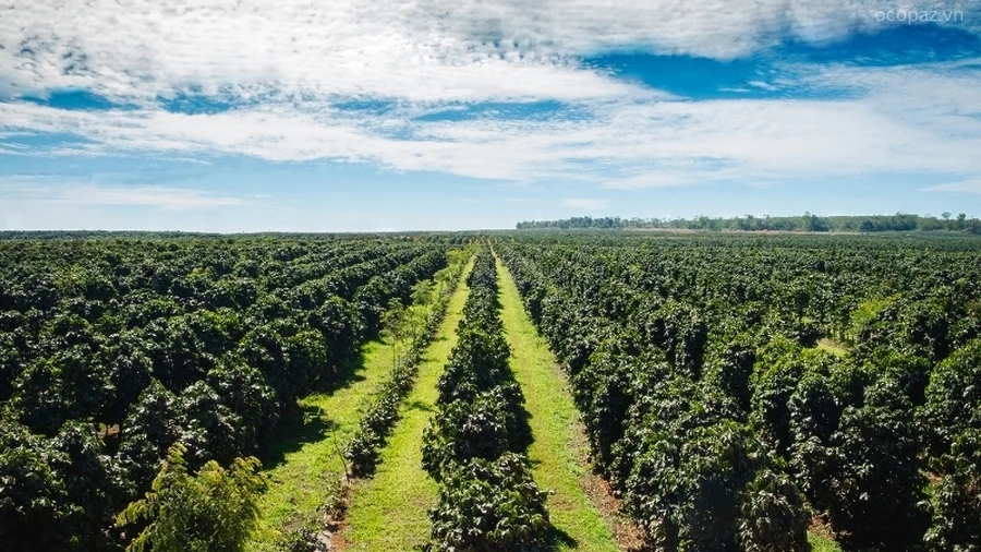 Việc trồng cà phê đạt năng suất cao đòi hỏi phải có sự chuẩn bị đất phù hợp