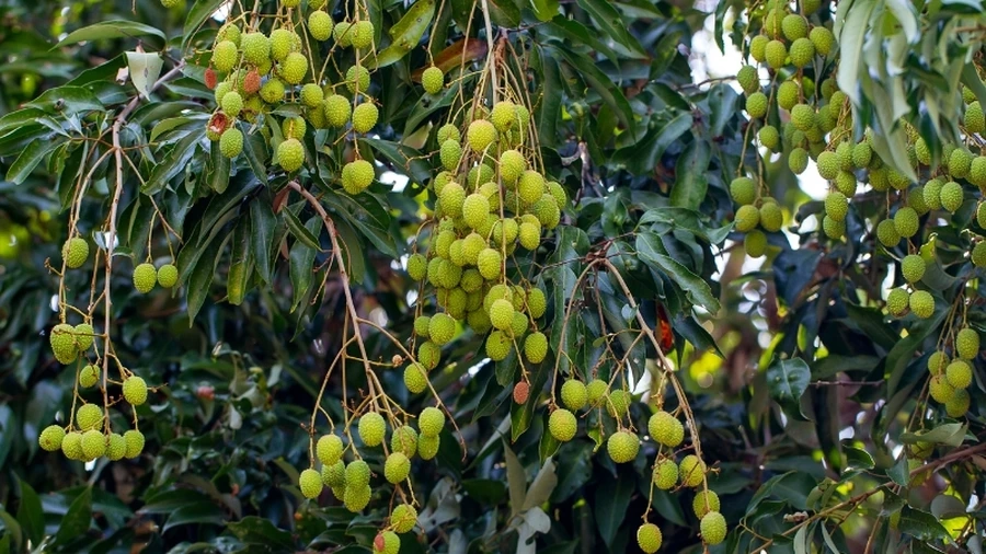 Cây vải thiều được trồng nhiều ở tỉnh nào? Tìm hiểu ngay về Bắc Giang và Hải Dương