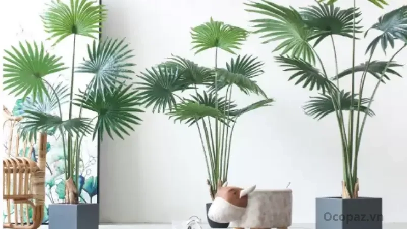Hình ảnh cây cọ cảnh Tán lá xòe rộng như quạt, xanh tươi quanh năm, giúp không gian thêm sinh động
