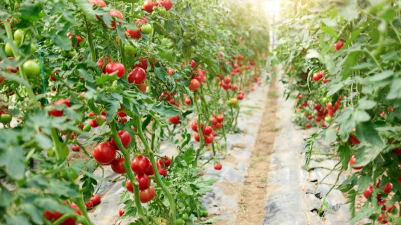 Cây cà chua phát triển nhanh chóng và dễ chăm sóc trong vườn