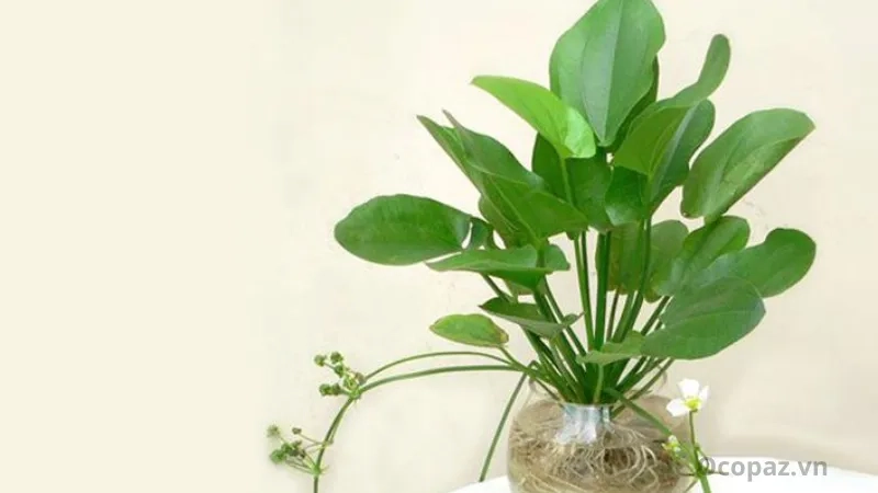 Cây đuôi công bách thủy tiên Phiên bản đặc biệt với lá mềm mại, thích hợp trồng nội thất