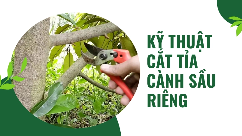 Hướng dẫn vị trí cắt tỉa cành sầu riêng tạo tán