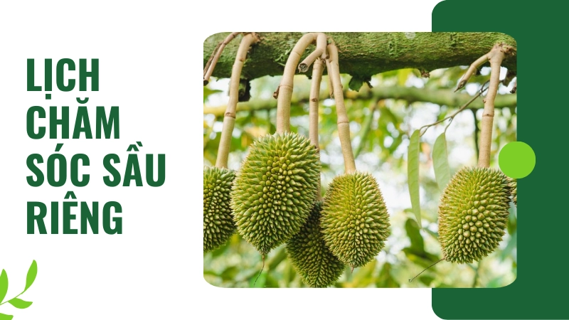 Lịch chăm sóc sầu riêng theo giai đoạn sinh trưởng