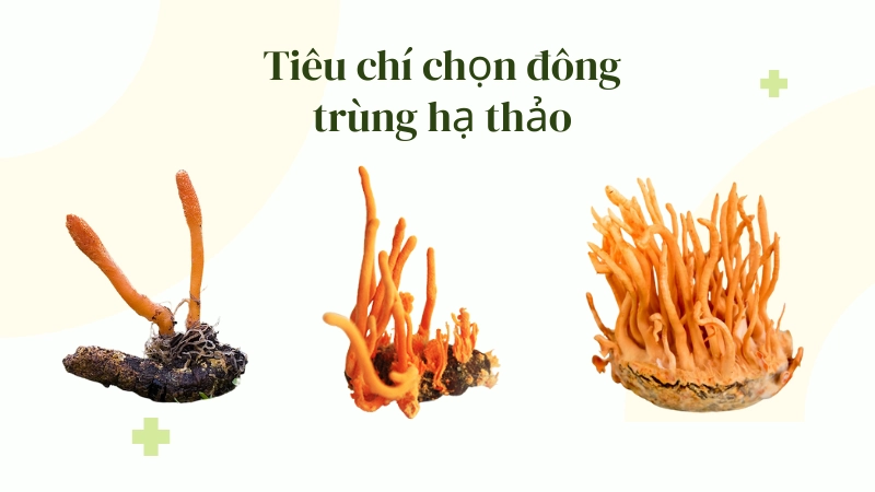 Cách nhận biết đông trùng hạ thảo tự nhiên chất lượng cao