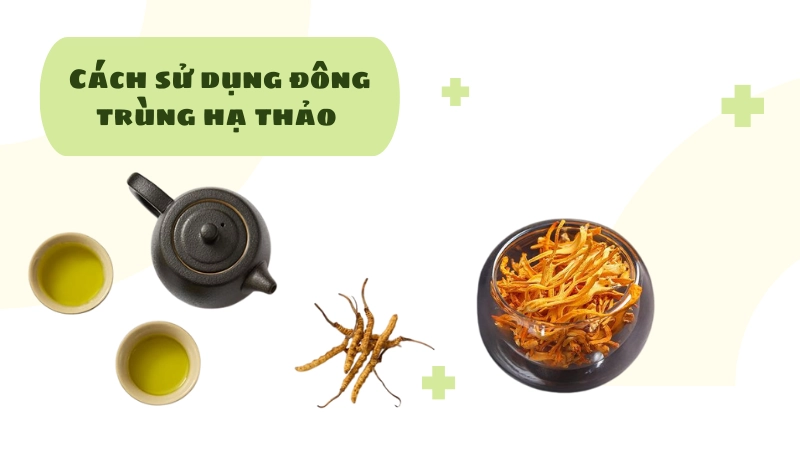 Trà đông trùng hạ thảo thanh lọc cơ thể mỗi ngày