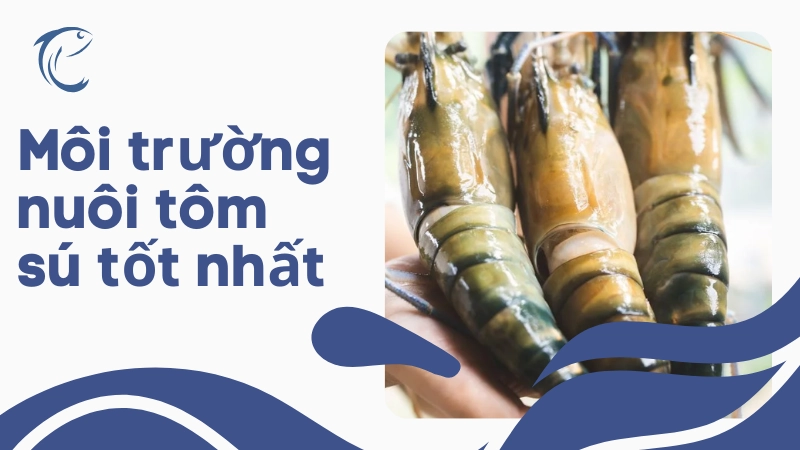 Ao nuôi tôm sú trải bạt bờ giúp quản lý môi trường nước tốt hơn