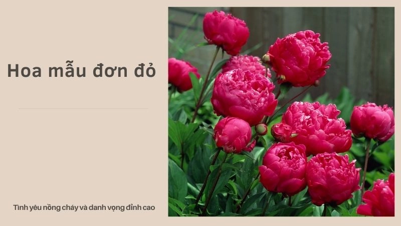 Hoa mẫu đơn đỏ