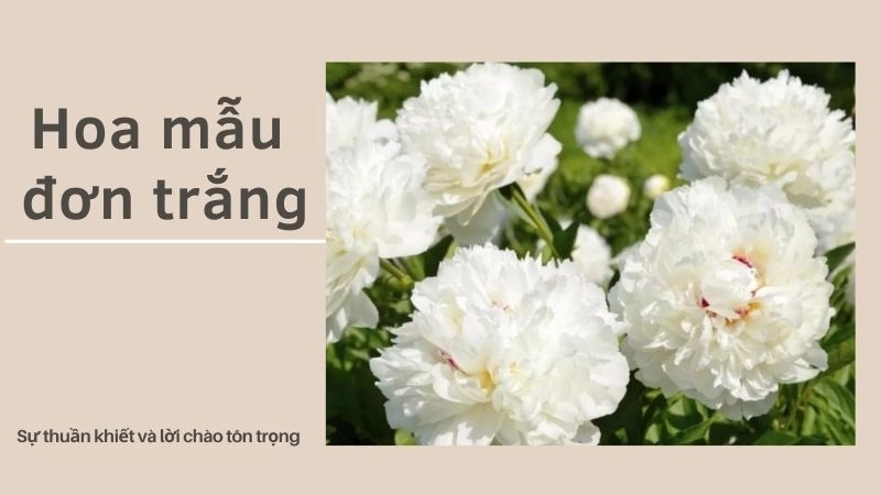 Hoa mẫu đơn trắng – Sự thuần khiết và lời chào tôn trọng