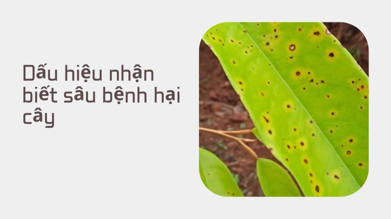 Lá cây xuất hiện đốm vàng do sâu bệnh hại cây trồng tấn công