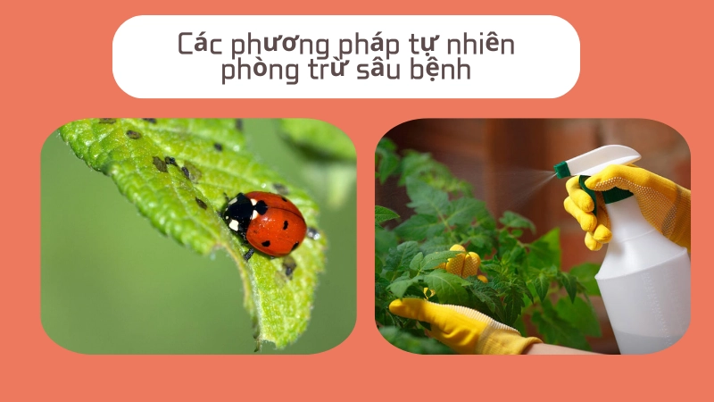 Mô hình sử dụng thiên địch để kiểm soát sâu bệnh trong nông nghiệp