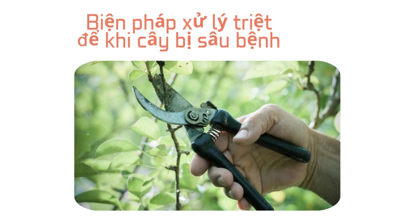 Người nông dân cắt tỉa cành cây bị bệnh để tránh lây lan diện rộng