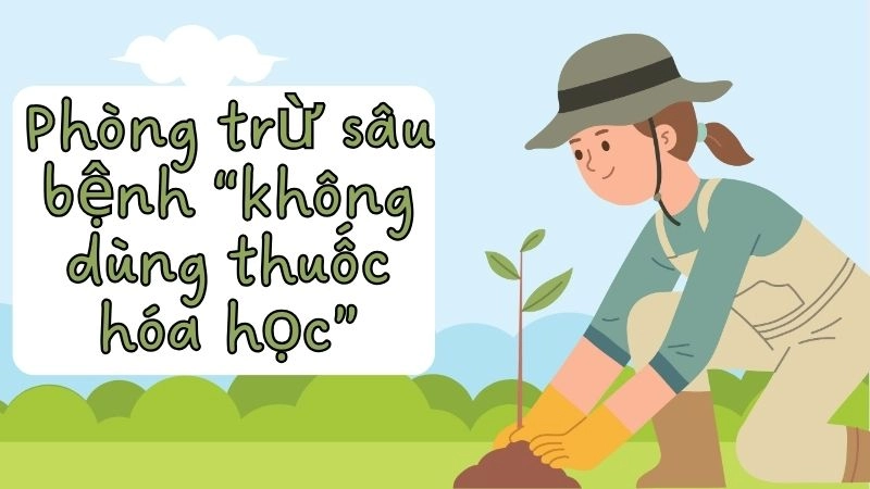 Phòng trừ sâu bệnh “không dùng thuốc hóa học” vẫn an toàn