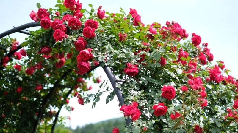 Mẹo nhỏ giúp cây hồng ra hoa quanh năm không nghỉ