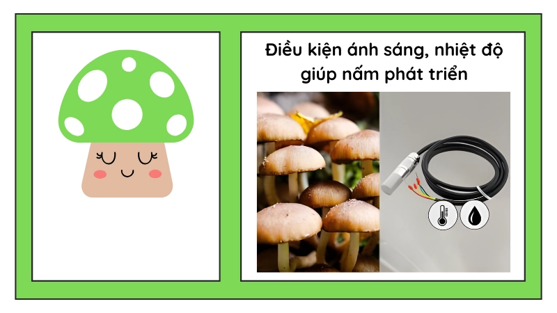 Duy trì độ ẩm và nhiệt độ thích hợp cho nấm phát triển