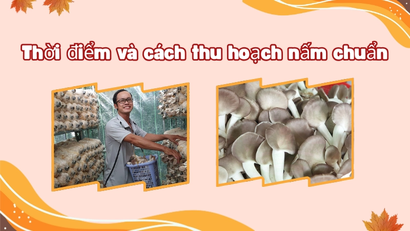 Kỹ thuật thu hoạch nấm đúng cách để đảm bảo năng suất