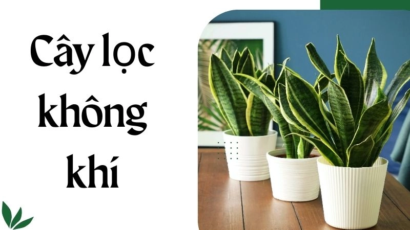 Lợi ích nổi bật khi trồng cây xanh trong nhà