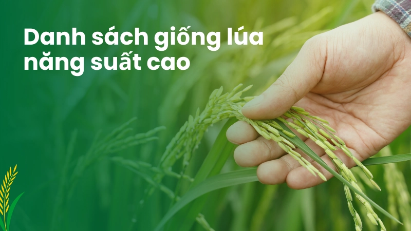 Các loại giống lúa năng suất cao được bà con tin dùng hiện nay